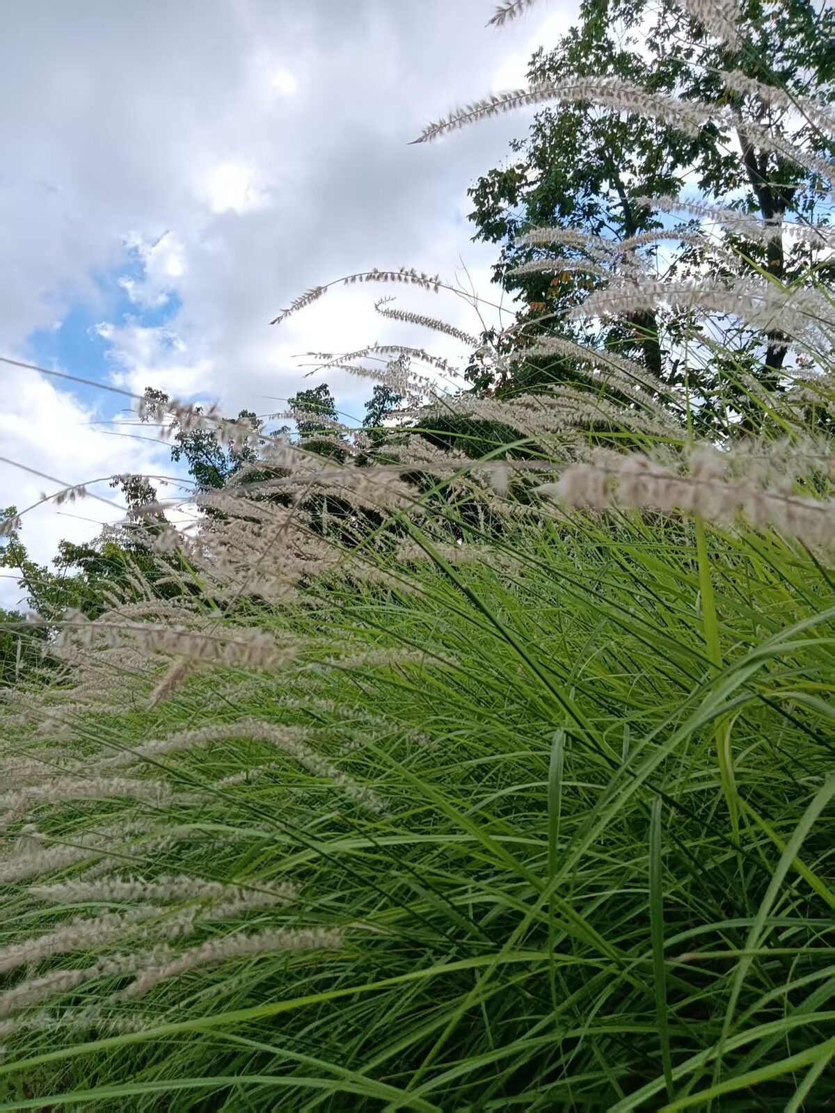 foxtail grass