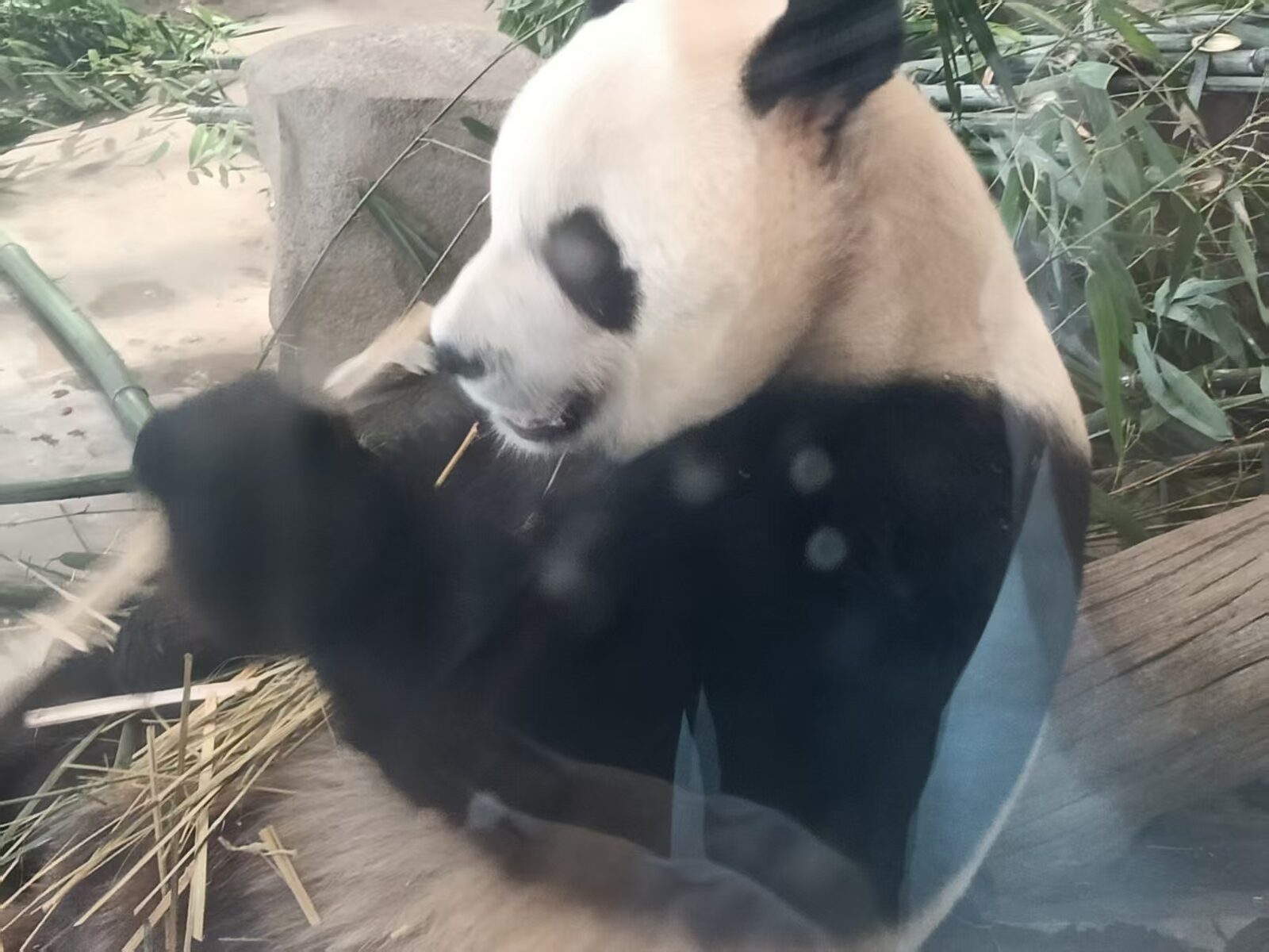 panda1