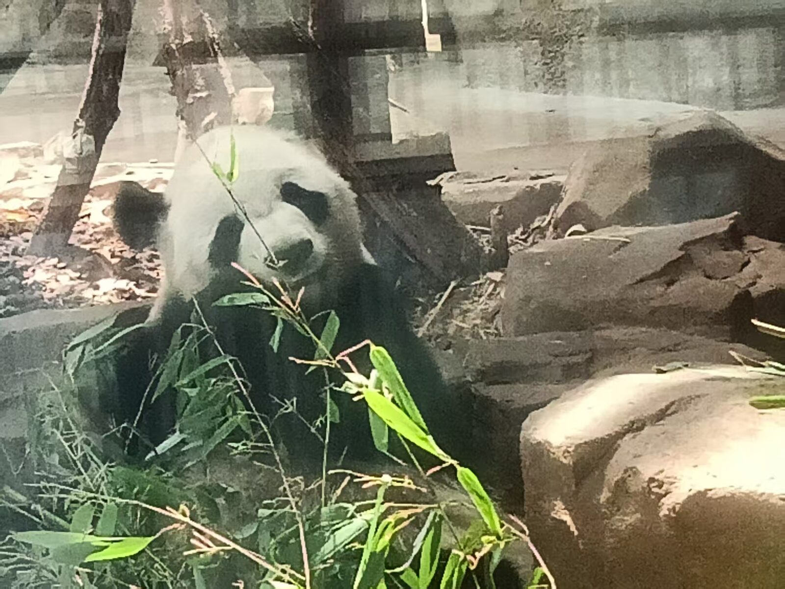 panda1