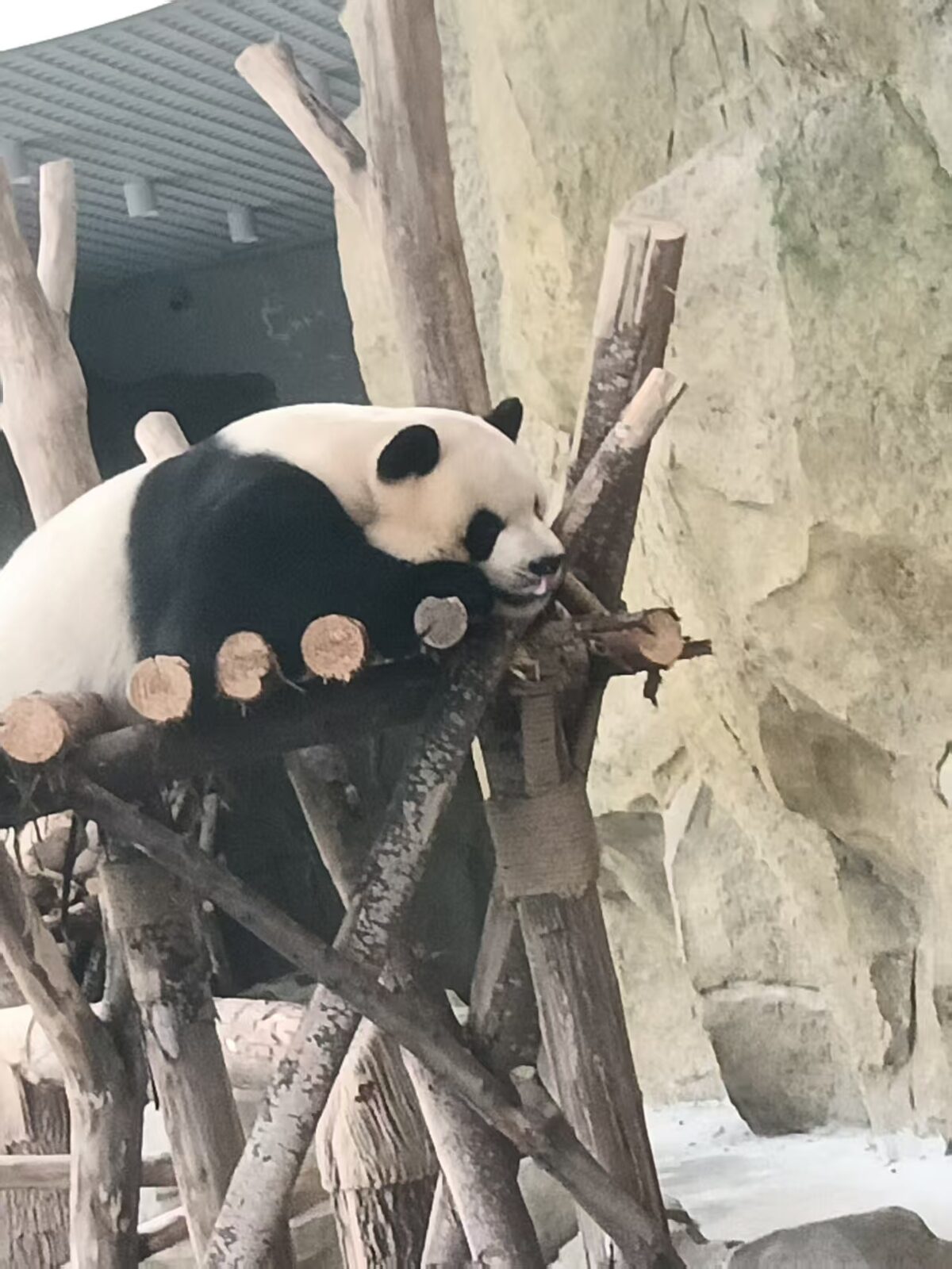 panda1