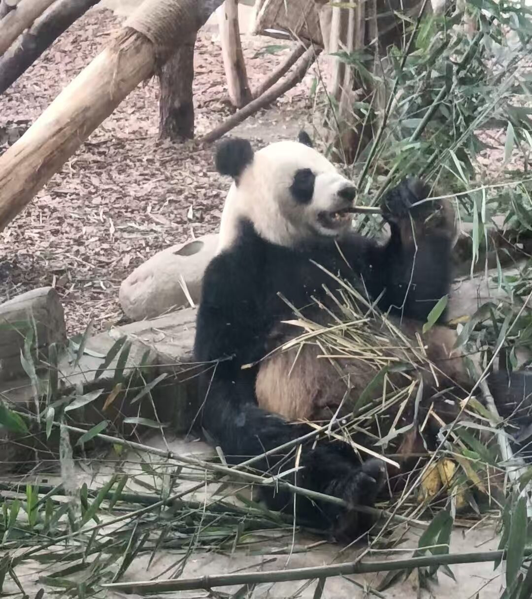 still panda