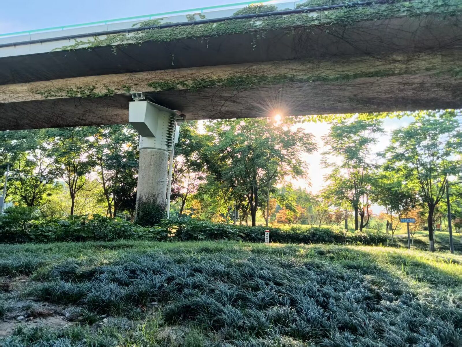the green