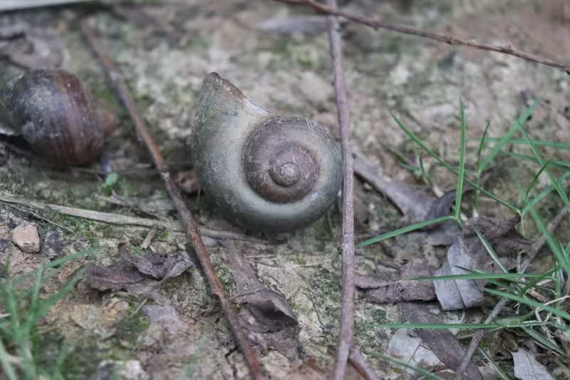 蜗牛壳