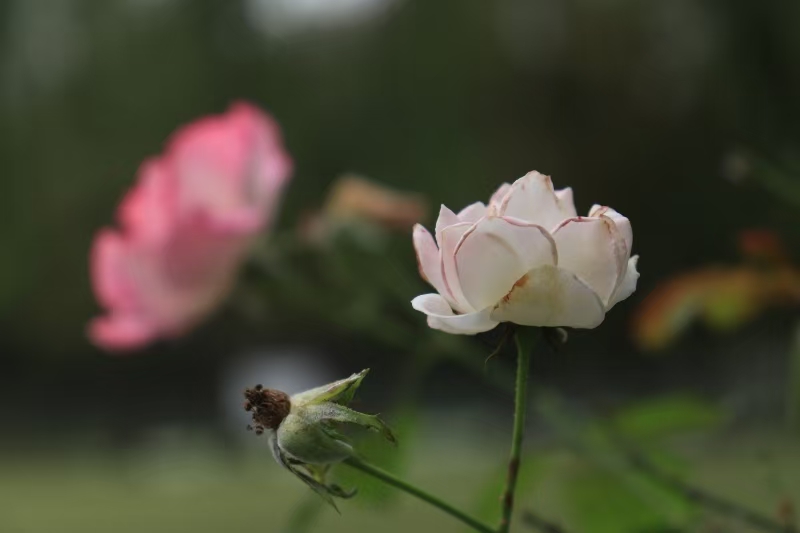 白花与粉花