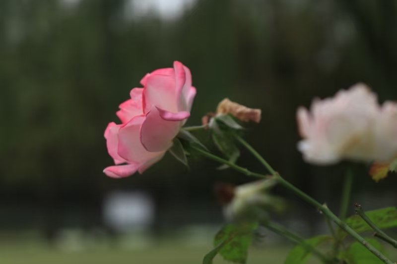 粉花与白花