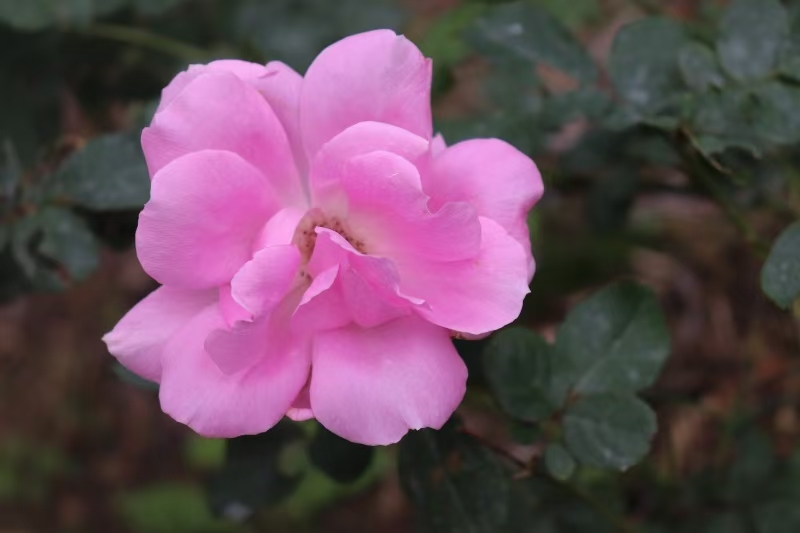 小紫花