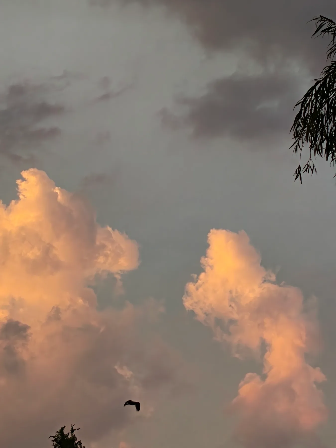 sunset 5